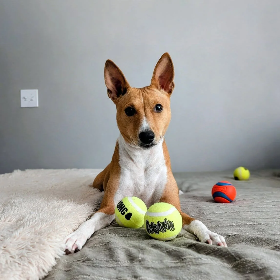 🎾 Applying for US Open Ball Crew 2026! ✨