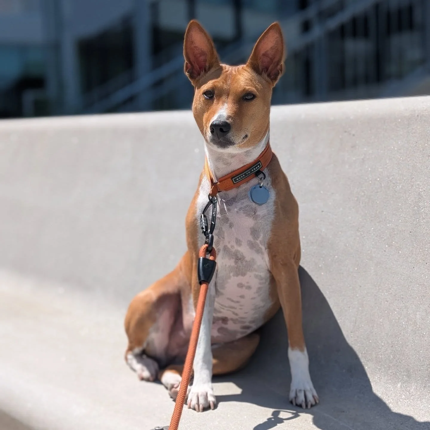 Just striking a pose 💃🏻🌞 

#basenji #redbasenji #BasenjiLife #DogMomLife #dcdogs