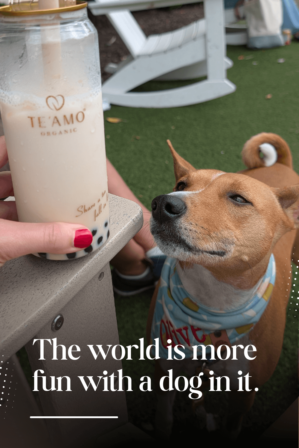 8 Places Worth Going: A Dog Owner's Guide to Getting Out.