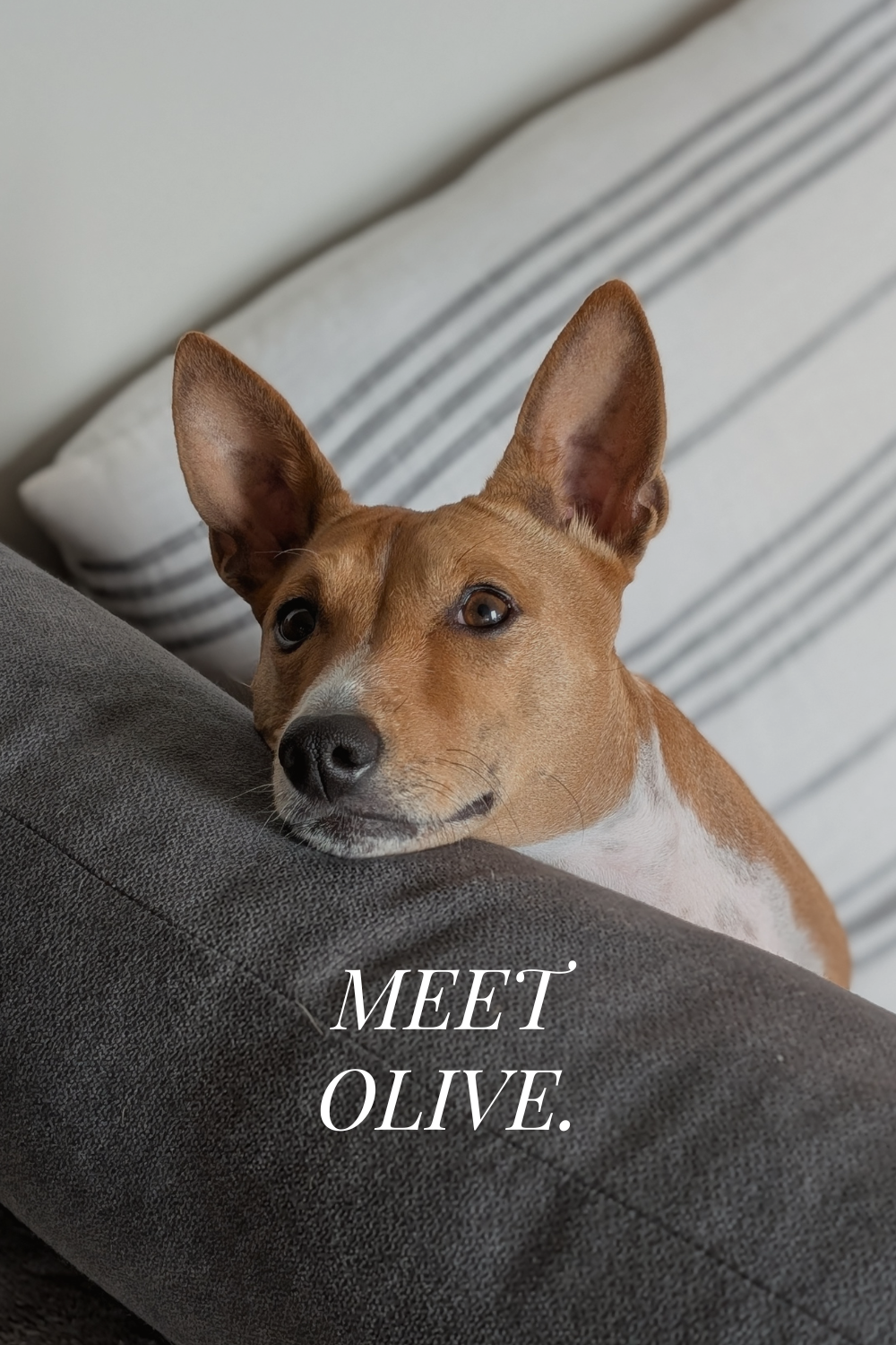 I Get Asked About My Dog Almost Every Day. Here's What I Always Say.