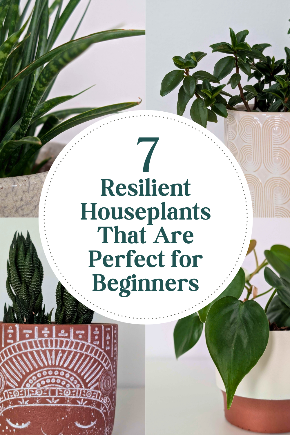 7 Resilient Houseplants That Are Perfect for Beginners