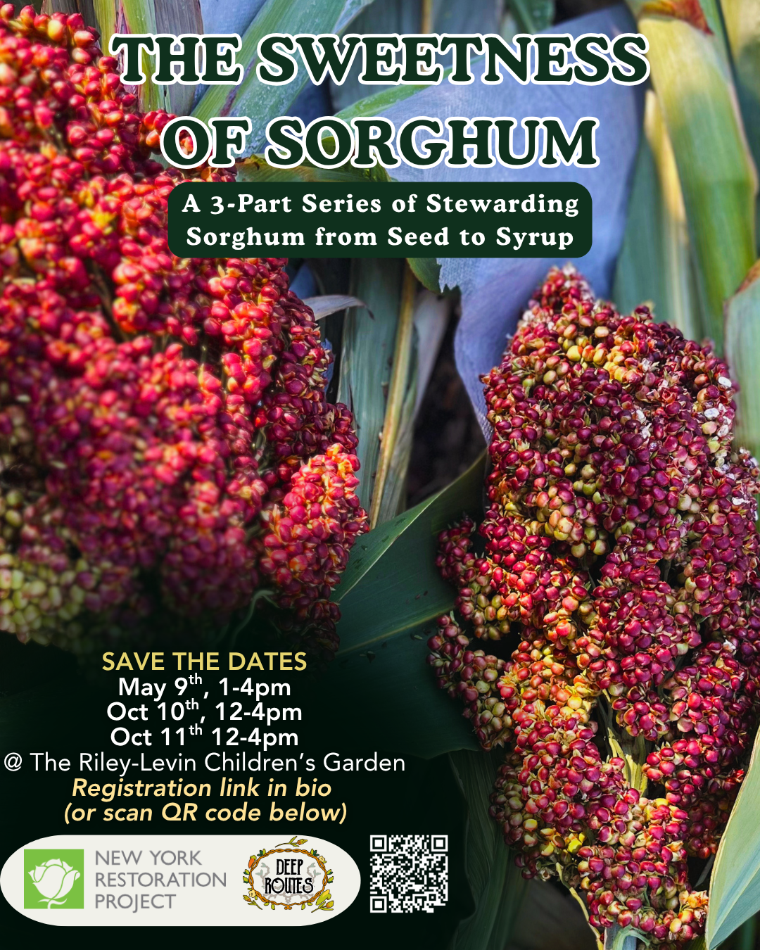 The Sweetness of Sorghum Session 1: Stewarding Sorghum from Seed