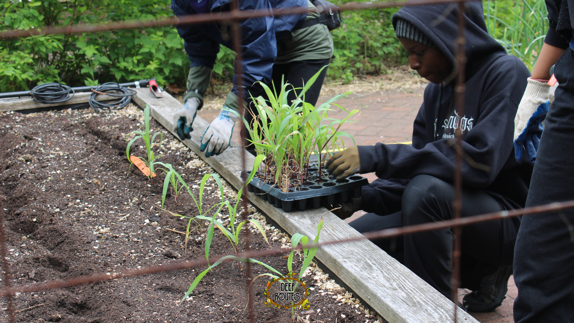 Stewarding Sorghum From Seed @ The Riley-Levin Children’s Garden
