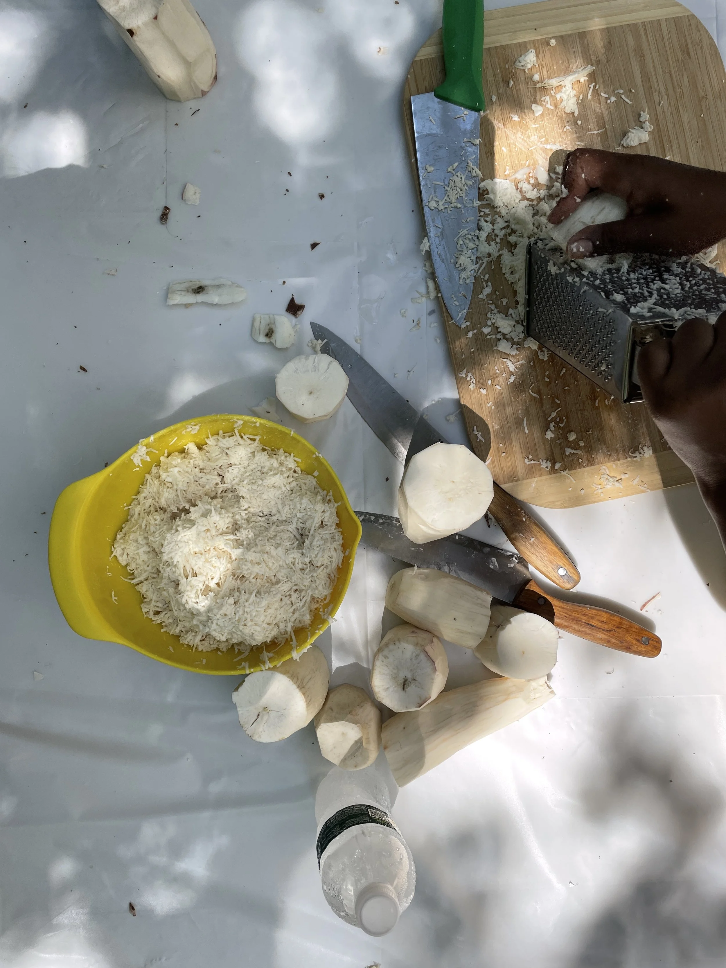 Grating cassava for bammy cakes.