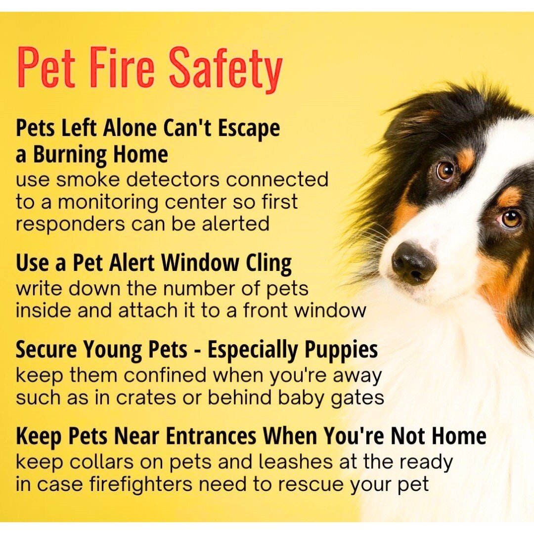 Did you know? Approximately 500,000 pets are affected by home fires each year. According to the National Fire Protection Association, 1,000 of these fires are caused by pets. Ensure you're doing all you can to keep your best friends safe! (Source: NF