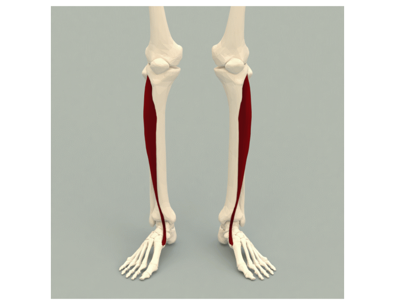 Help! They told me I have Foot Drop: Can Physical Therapy Help?