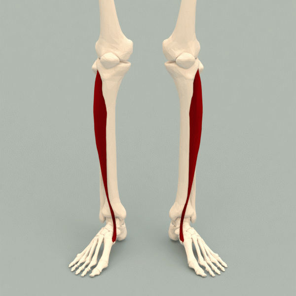 skeleton with leg muscle highlighted