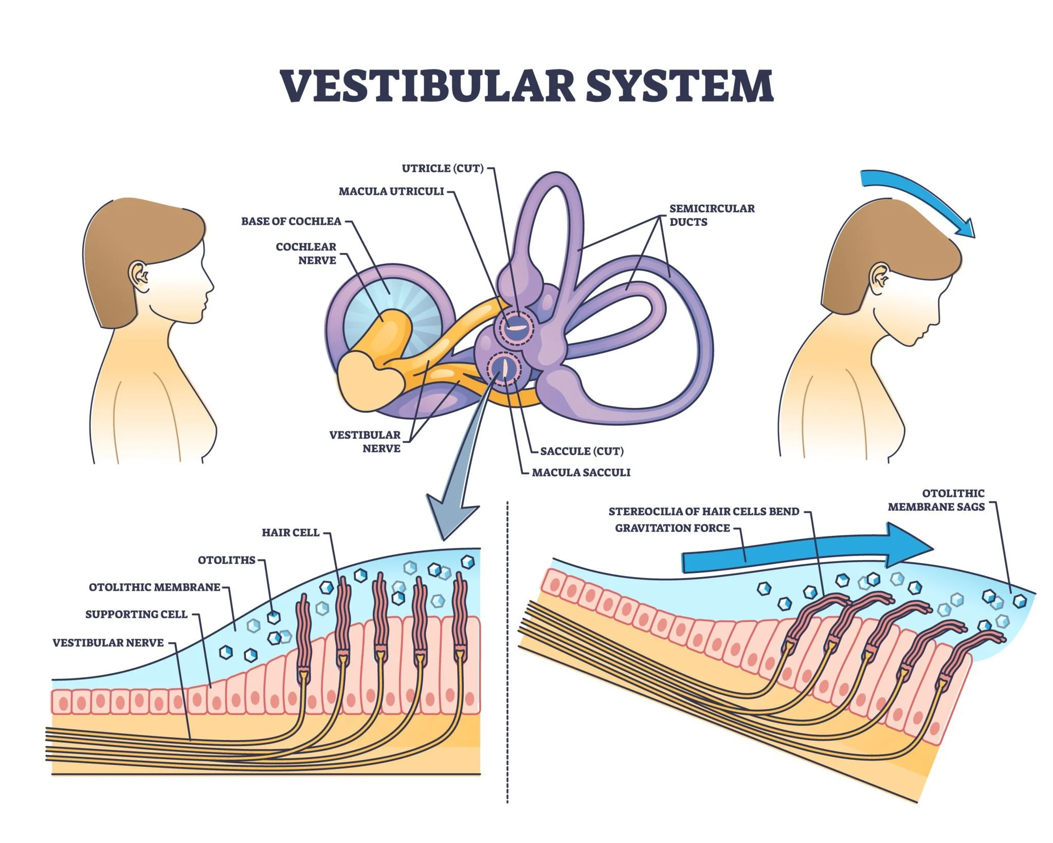 Diagram of vestibular system