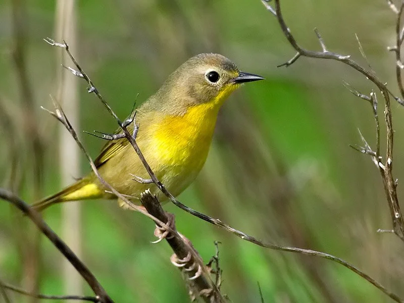 Female Common Yellowthroat