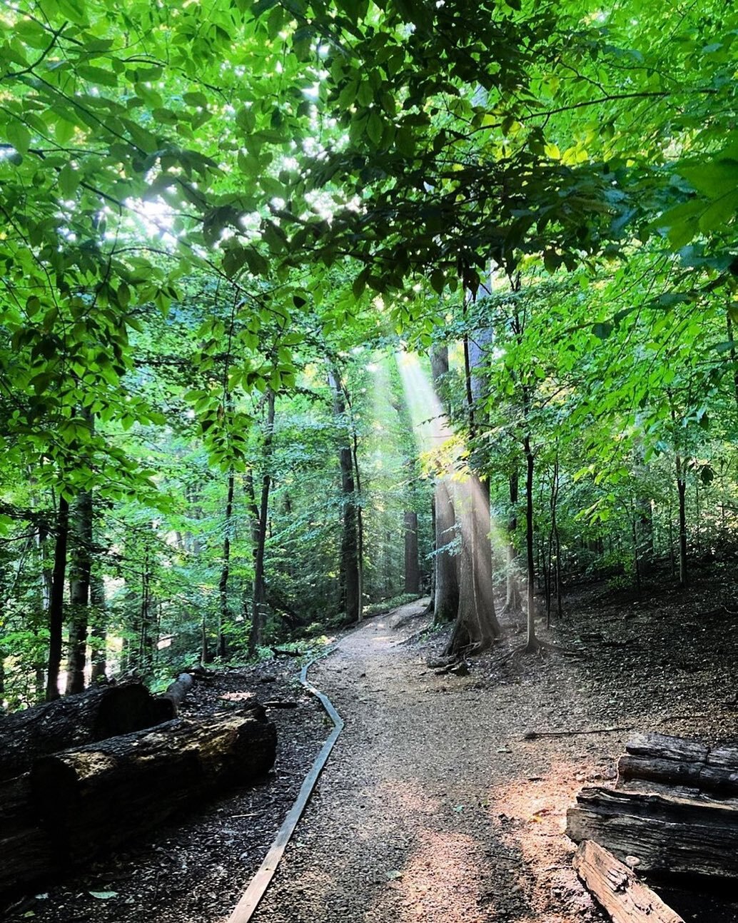 Summer mornings in #RockCreekPark 😍 📸: @baanangela