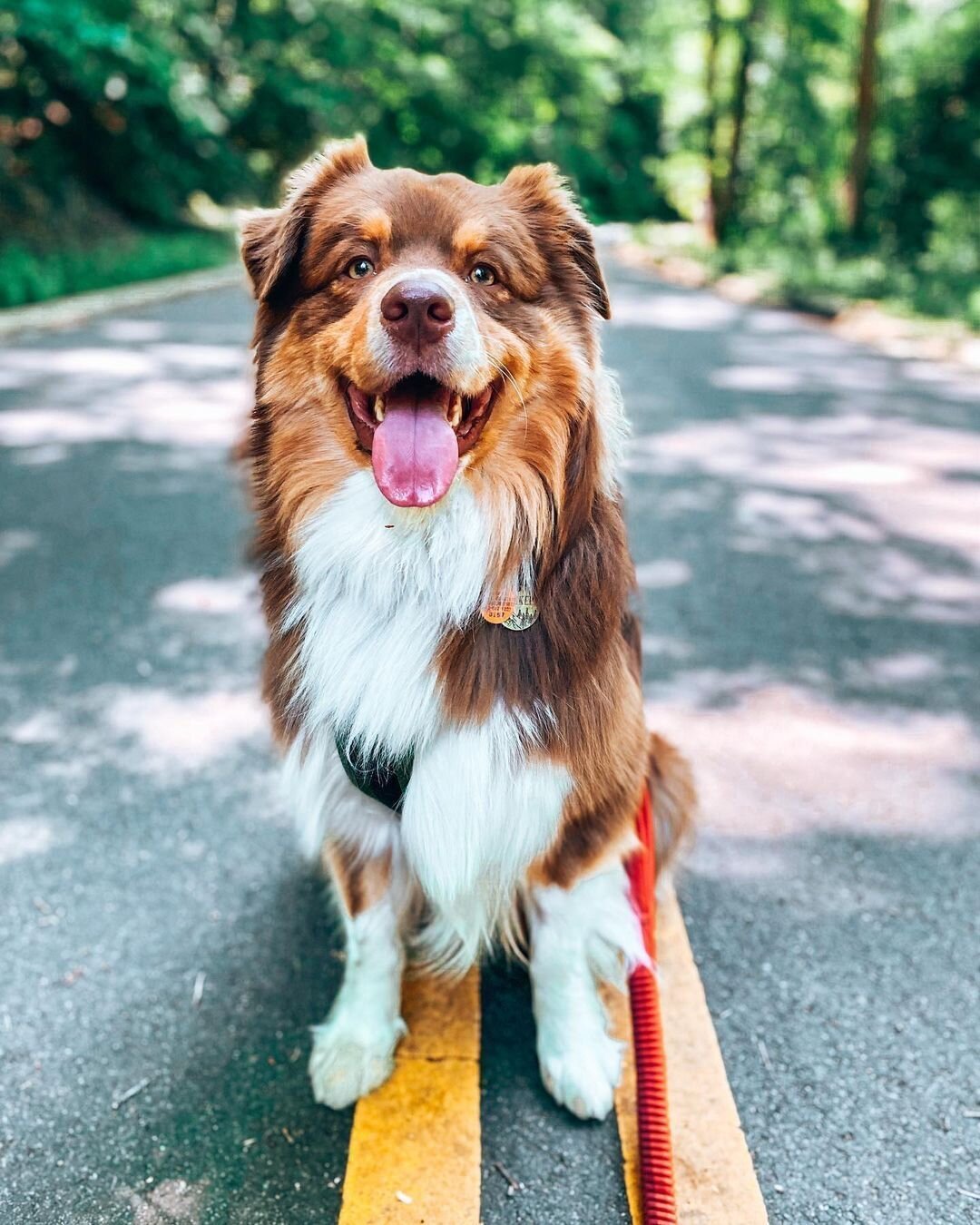 Only the cutest, goodest dogs pose for photos on their leashes in #RockCreekPark! When you&rsquo;re out on walks with your furry friends, please remember that it is prohibited to let dogs off leash within the park - this is to protect them, you, wild