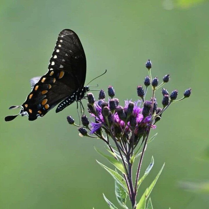 Butterflies are important pollinators in our ecosystem and are always a beautiful sight throughout the watershed. Look out for them on flowering plants like black-eyed Susans, cardinal flower, and butterfly weed planted in our mini-oases. 

PC: @elkw
