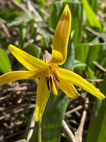 Trout Lily