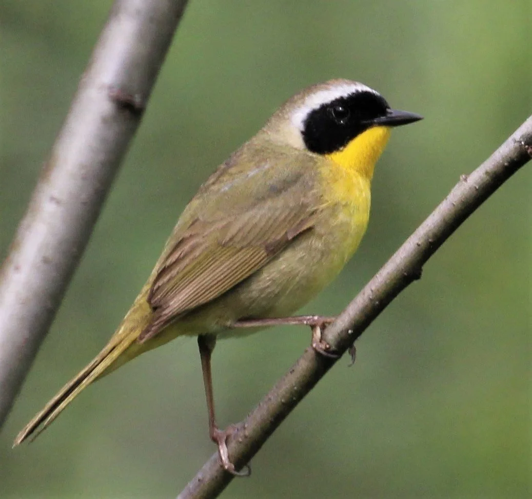 Male Common Yellowthroat