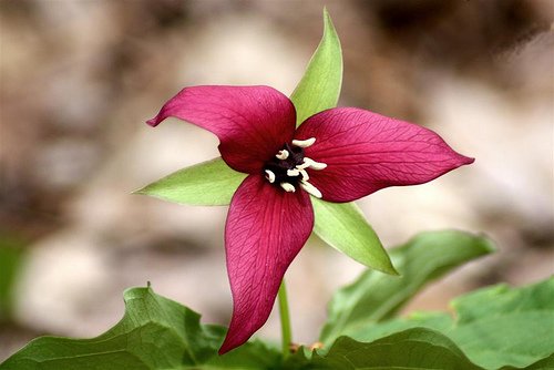 Red Trillium