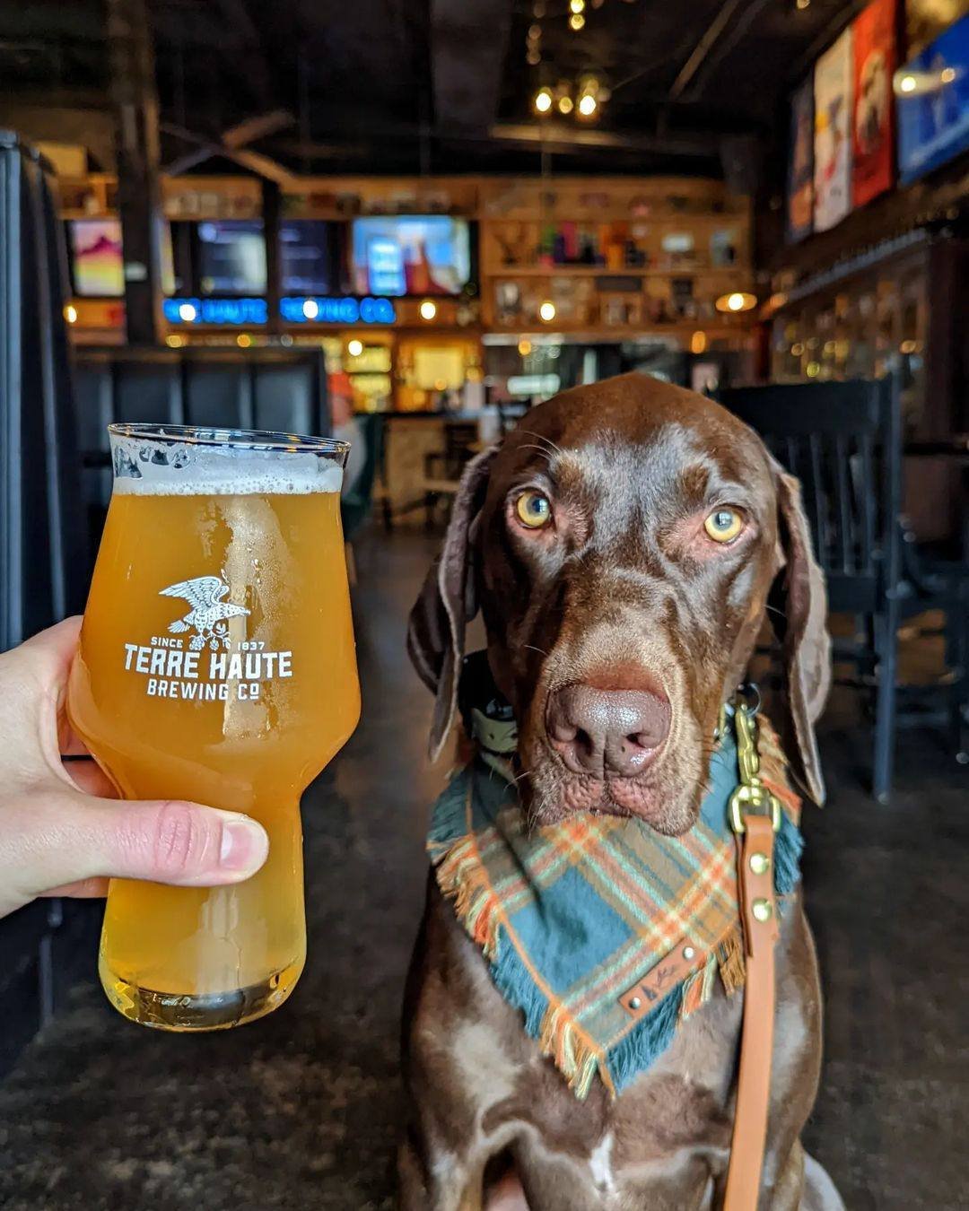 Dogs make the best beer buds 🍺🐾 #NationalPetDay 

Pups are always welcome at @honeysatthbc! 

#THBC #terrehautebrewingco #craftbeer #taproom #dogs #dogsofinstagram