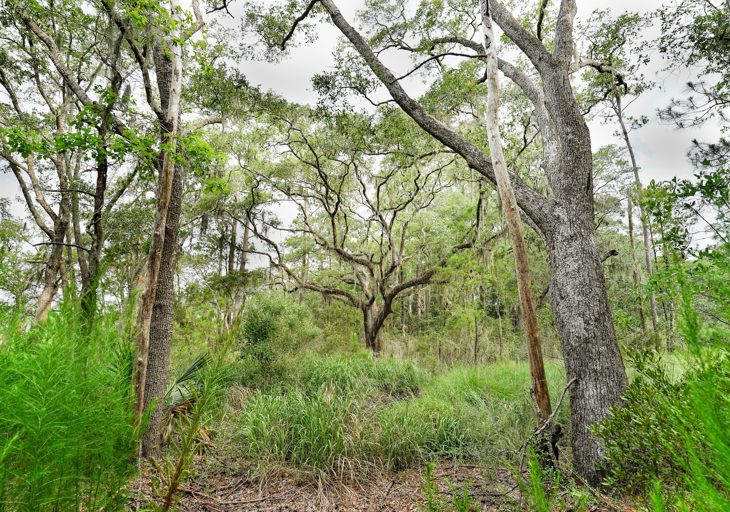 LARGE LIVE OAK