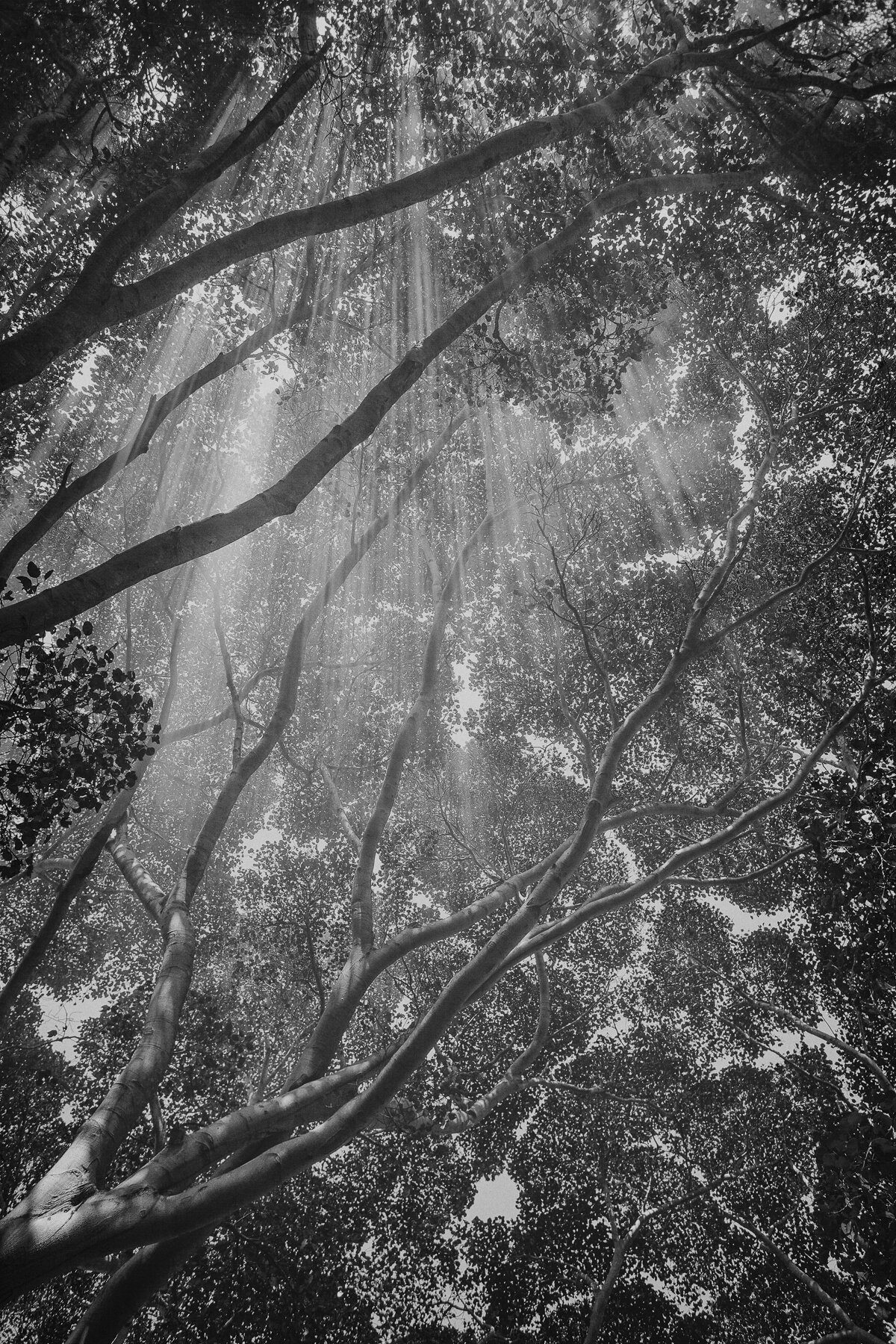 PindayaLight16x24.jpg