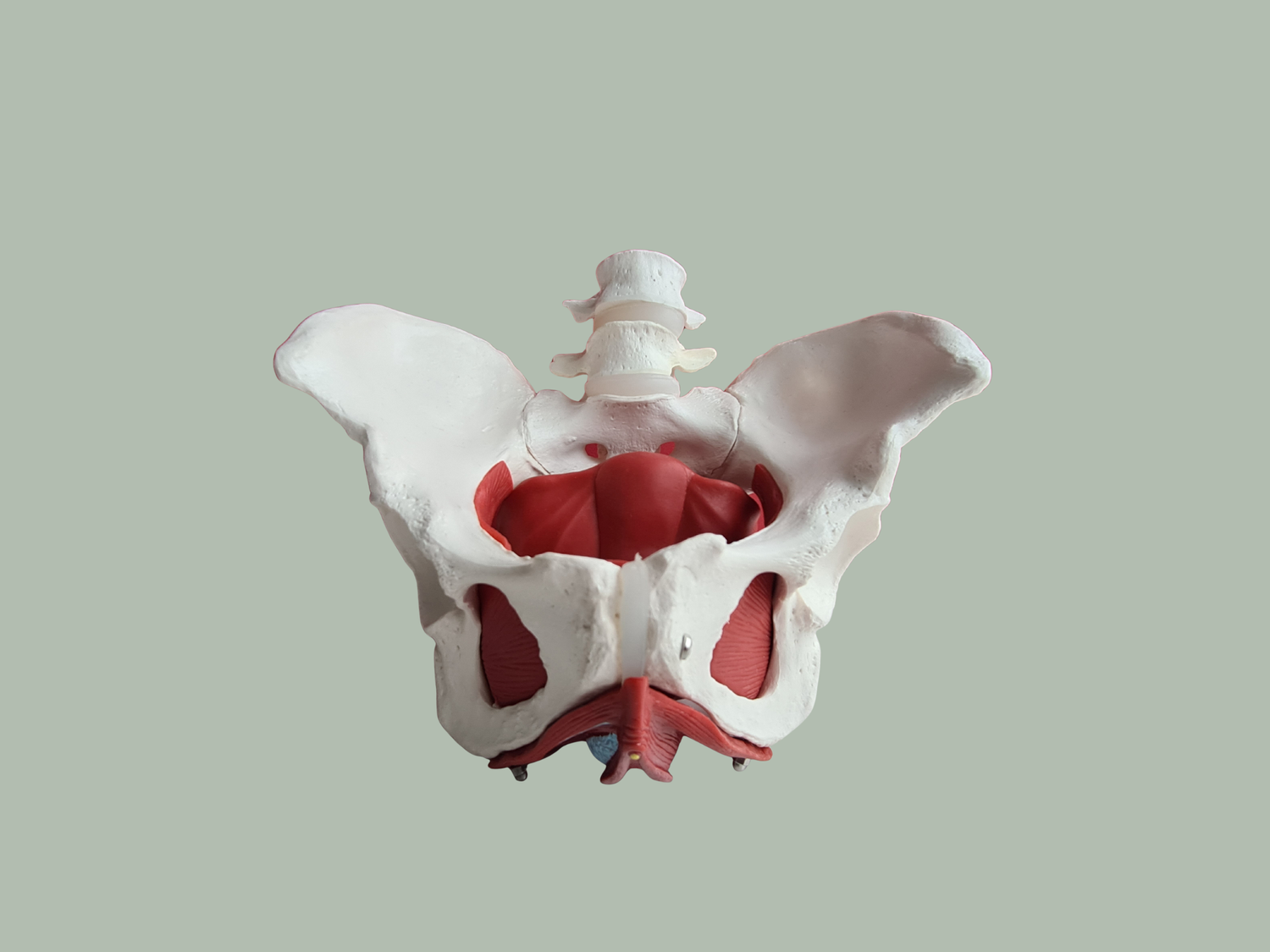 Pelvic floor physiotherapy