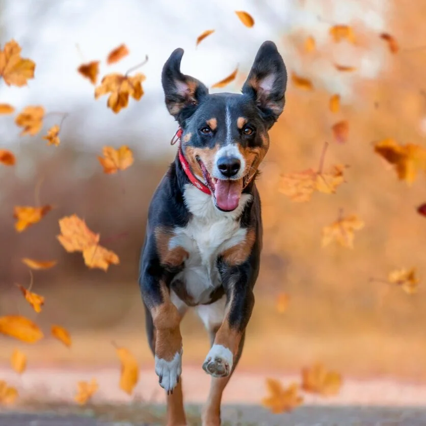 We Love Fall Most of All!