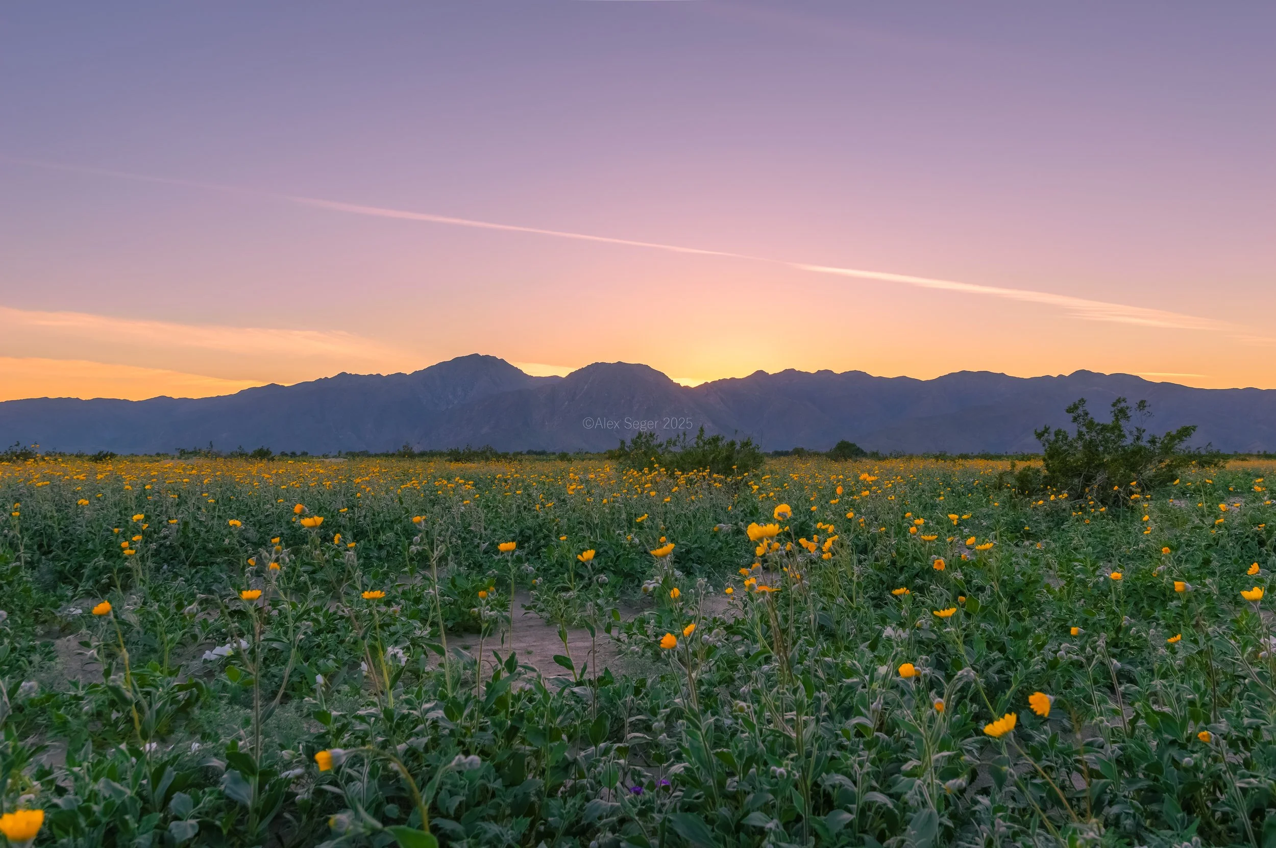 Golden Hour Wildflowers at Anza-Borrego Desert State Park