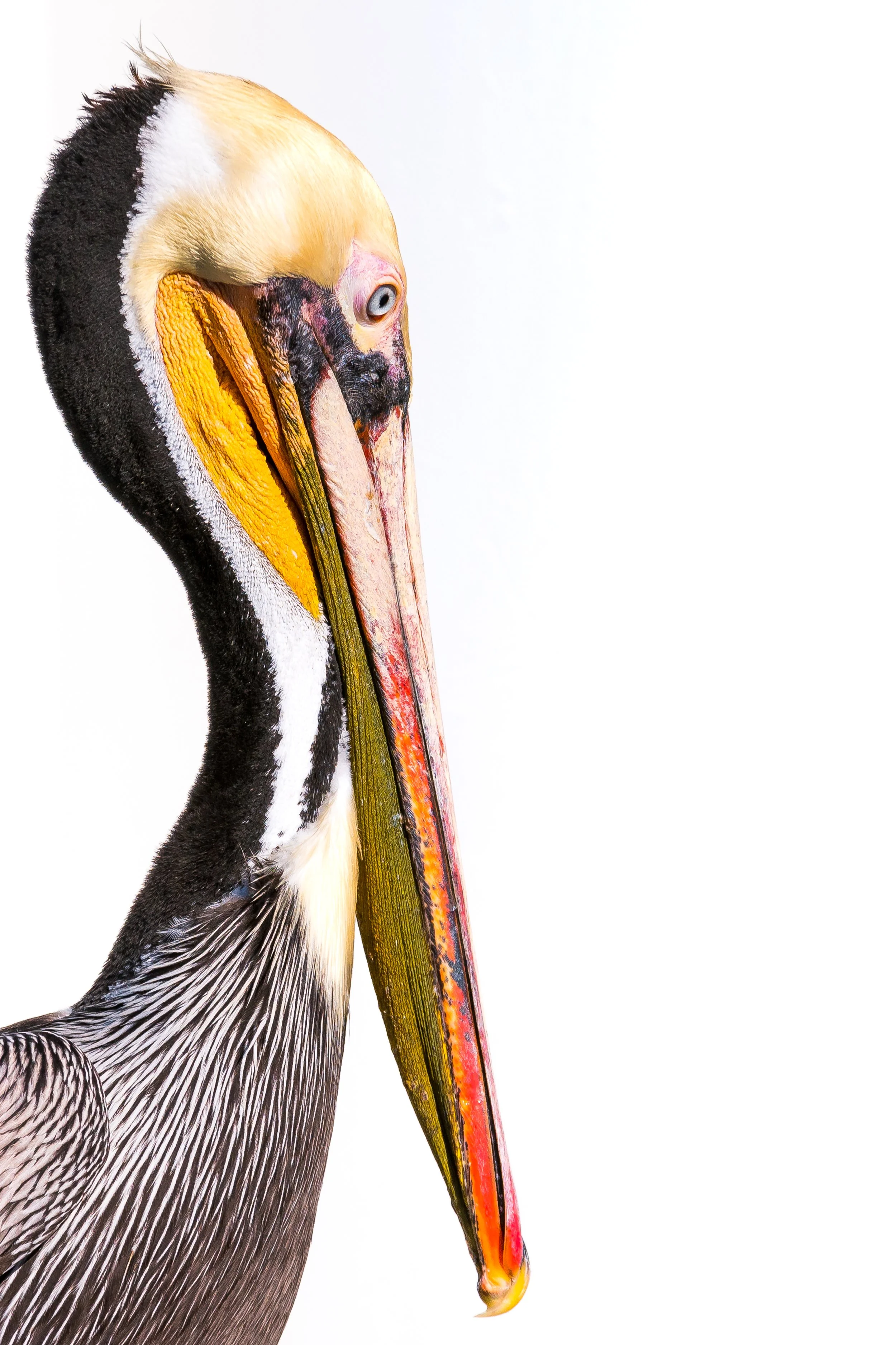 Harbor Monarch | High-Key Pelican Portrait