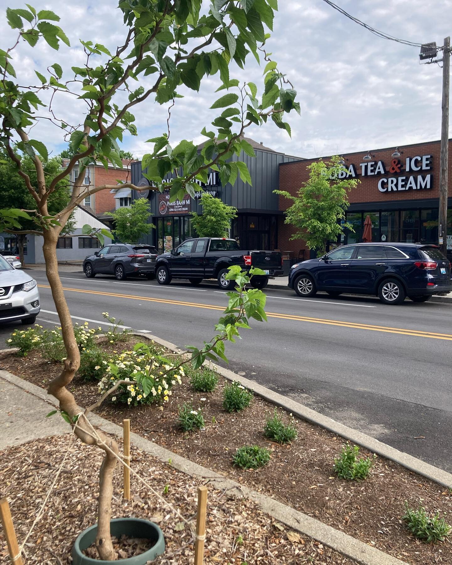 We need HELP watering trees this summer! Can you volunteer?

If so, please sign up here at this link from our partner, @treeslouisville 

https://form.jotform.com/221284009193149