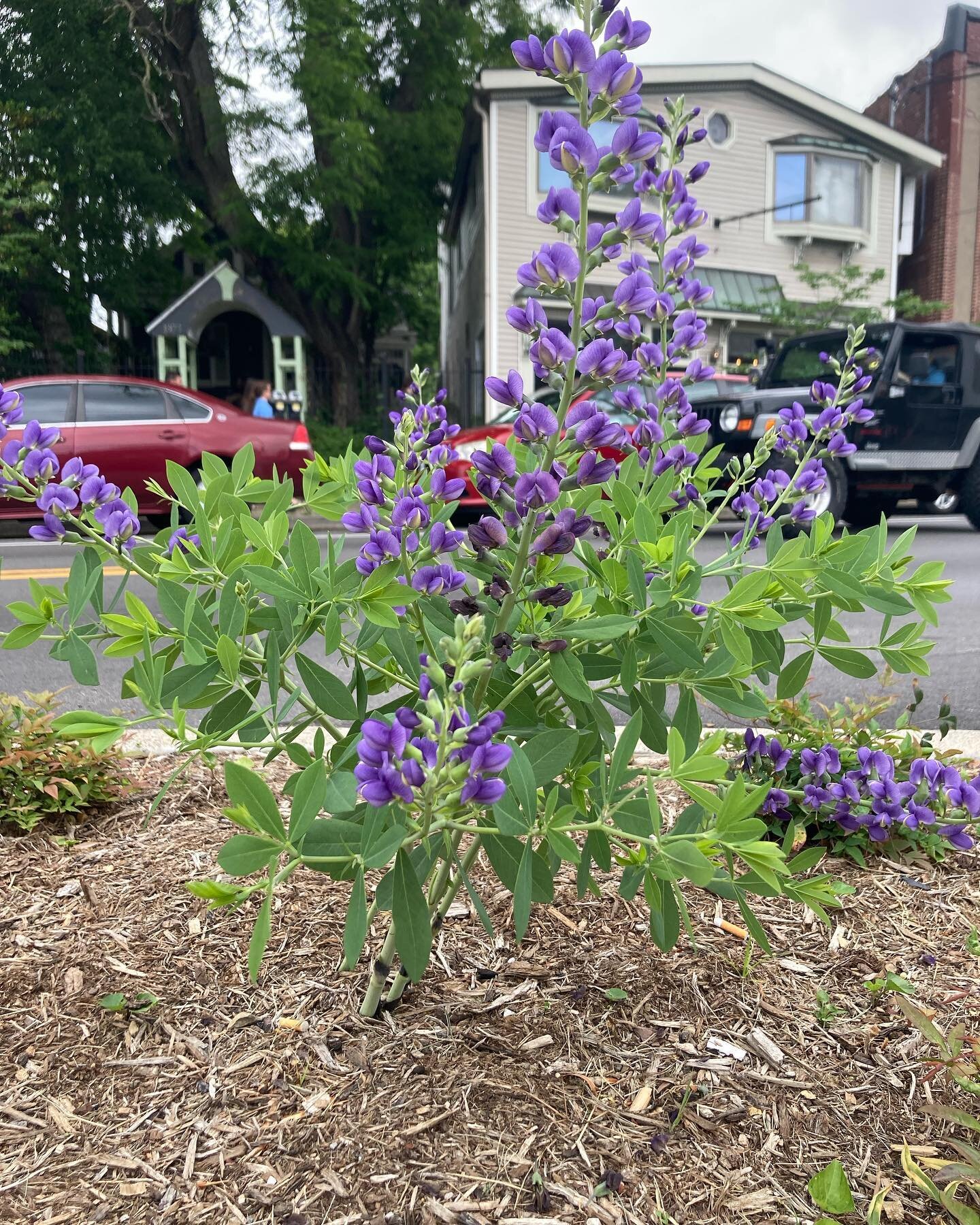 Baptisia blooming on Bardstown Road is beautiful! 

Friends of Bardstown Road fundraised, paid for, and is maintaining these plants. We appreciate your support to care for these plants to make our neighborhood beautiful, walkable and greener!