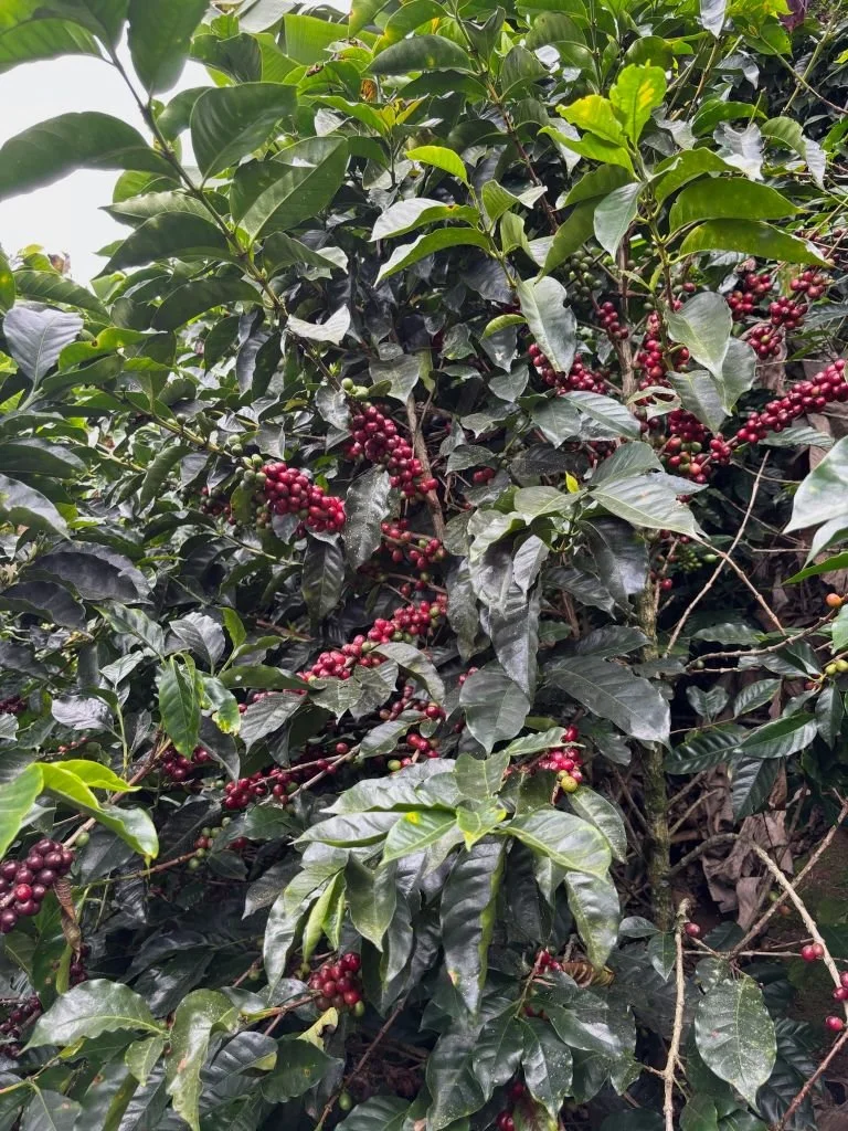 Quimbaya-kaffeepflanze-reife-kaffeekirschen-kolumbien.jpg