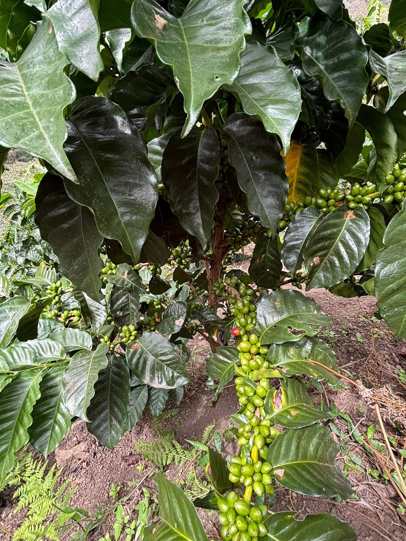 quimbaya-kaffeepflanze-varietaet-papaya-ombligon-finca-yurani.jpg
