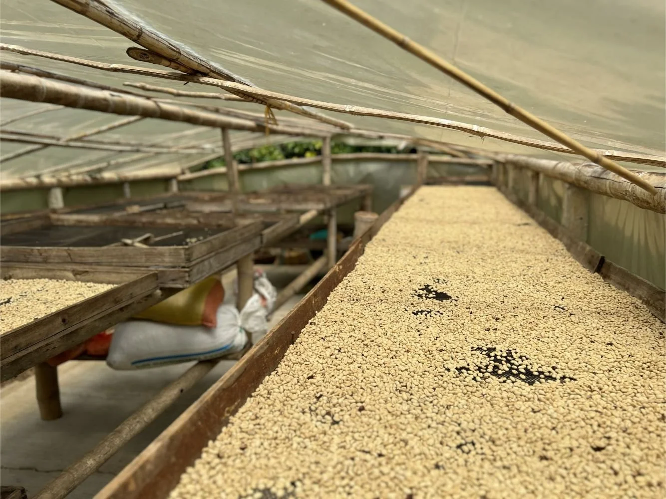 Argelia_Biodiversidad_coffee_drying.jpg