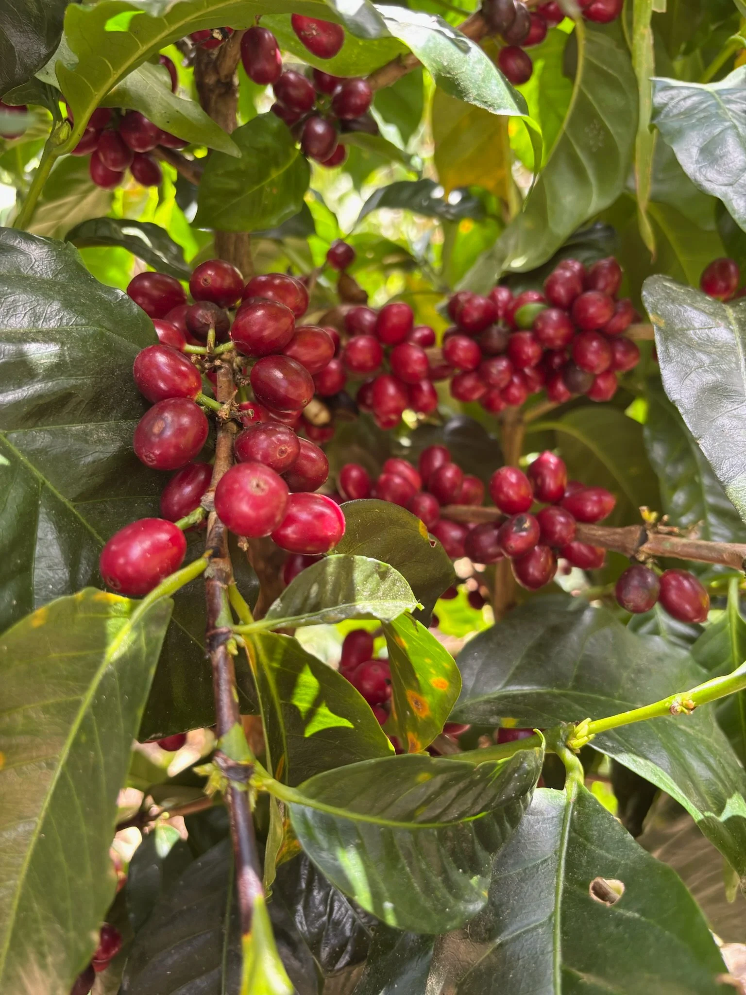 Quimbaya_La Sierra_Coffee plant.jpeg