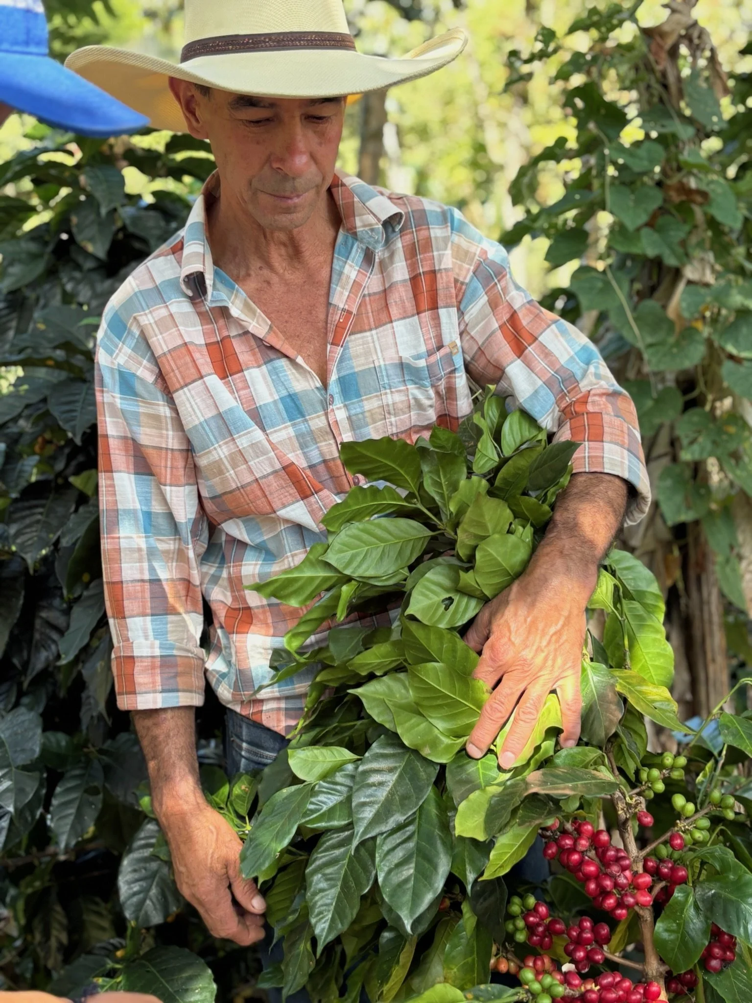 Quimbaya coffee fruits_ Hideon.jpeg
