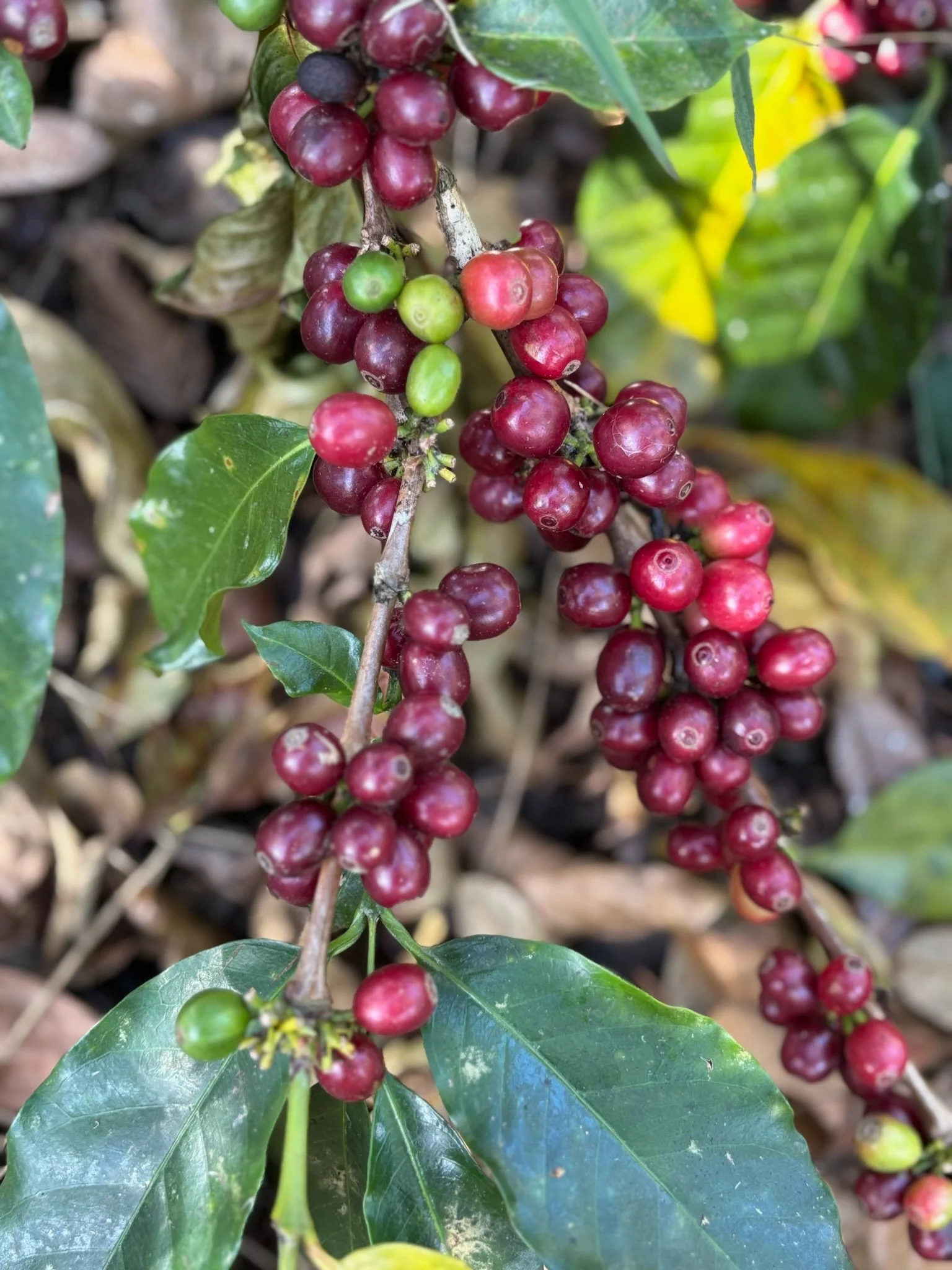 Quimbaya coffee fruits Hideon.jpeg