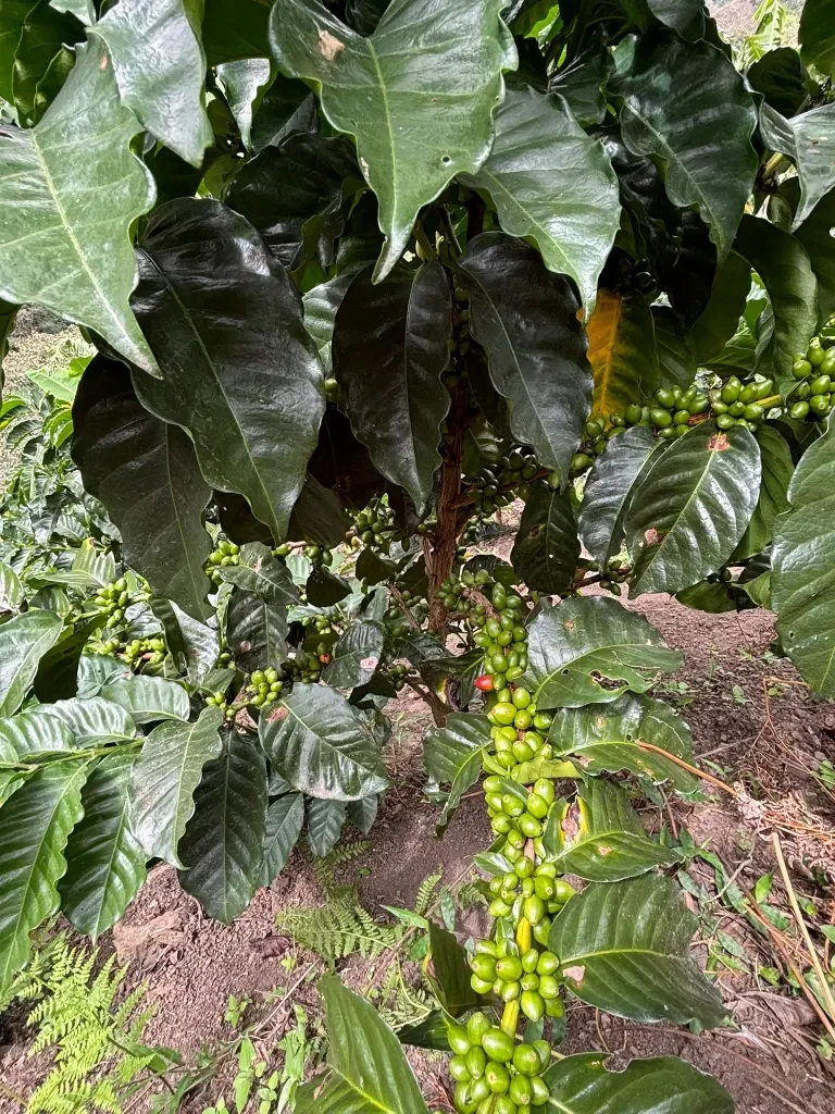 quimbaya-kaffeepflanze-varietaet-papaya-ombligon-finca-yurani.webp