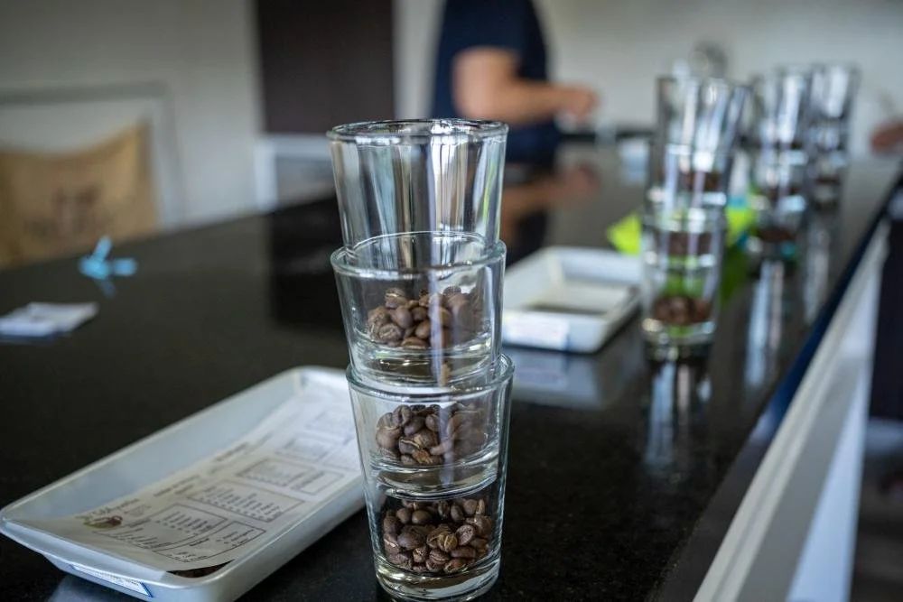 Vicente, kolumbianischer Kaffeeproduzent und Onkel von Maite, steht zwischen Kaffeepflanzen mit gruenen und reifen roten Kaffeekirschen.