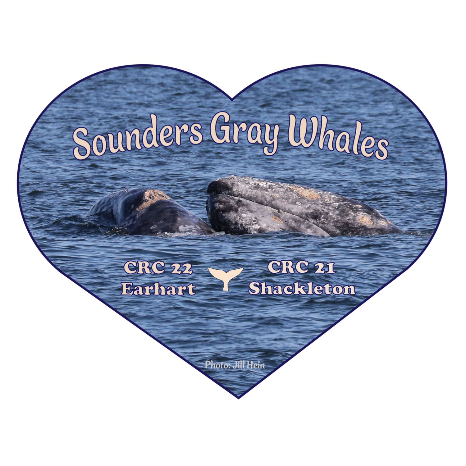 Adopt a “Sounders” Gray Whale - The Buddy Bundle - Digital edition