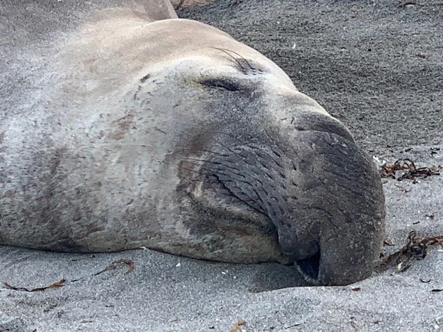 Whidbey Island Elephant Seals - presentation at Oak Harbor Library