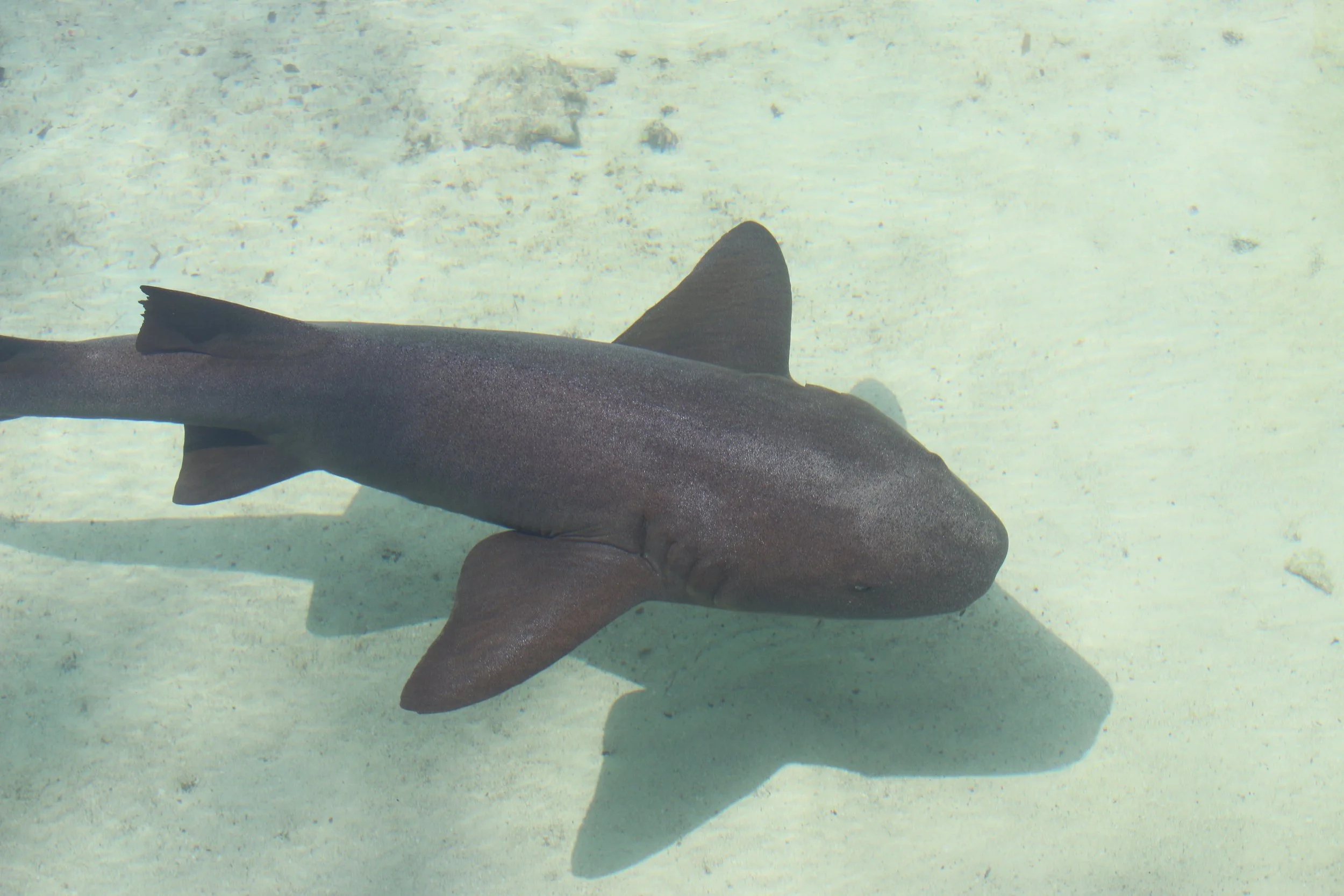 Nurse shark sunbathing in the lagoon