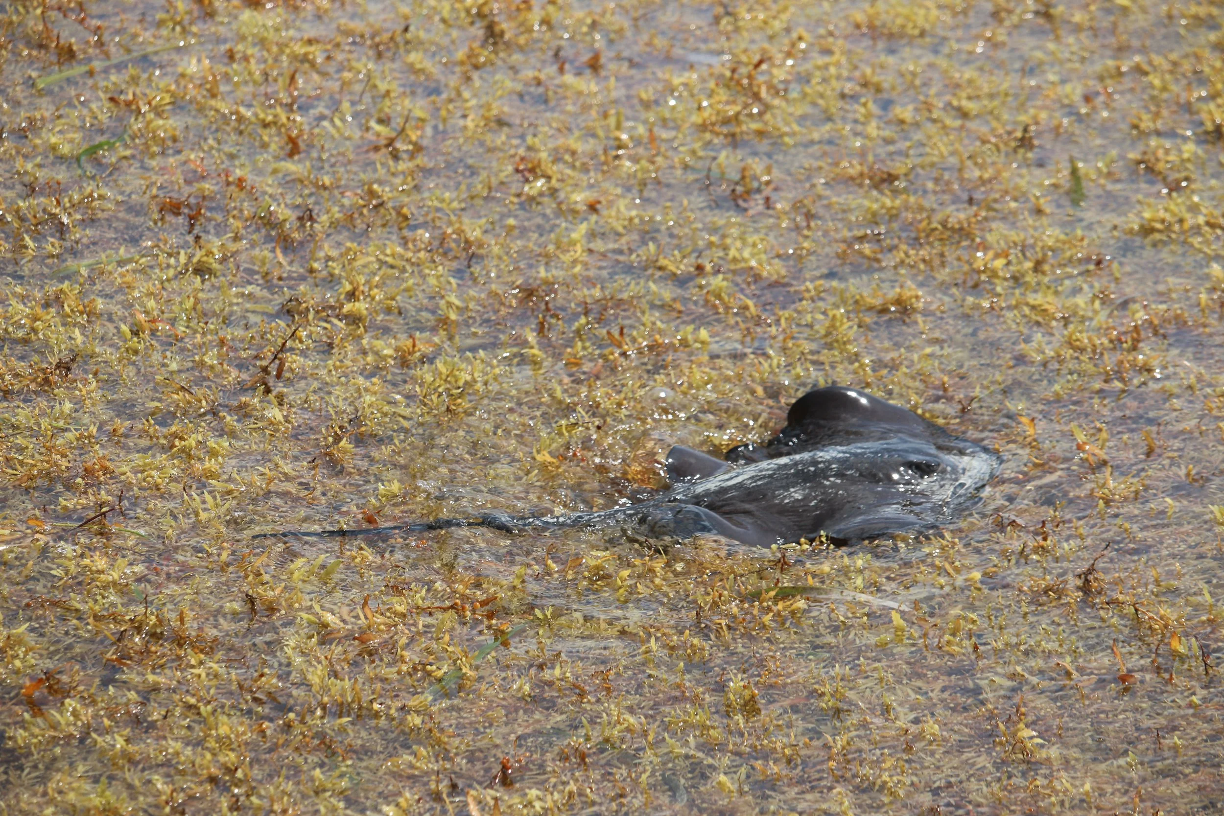 A ray tries to swim over the kelp
