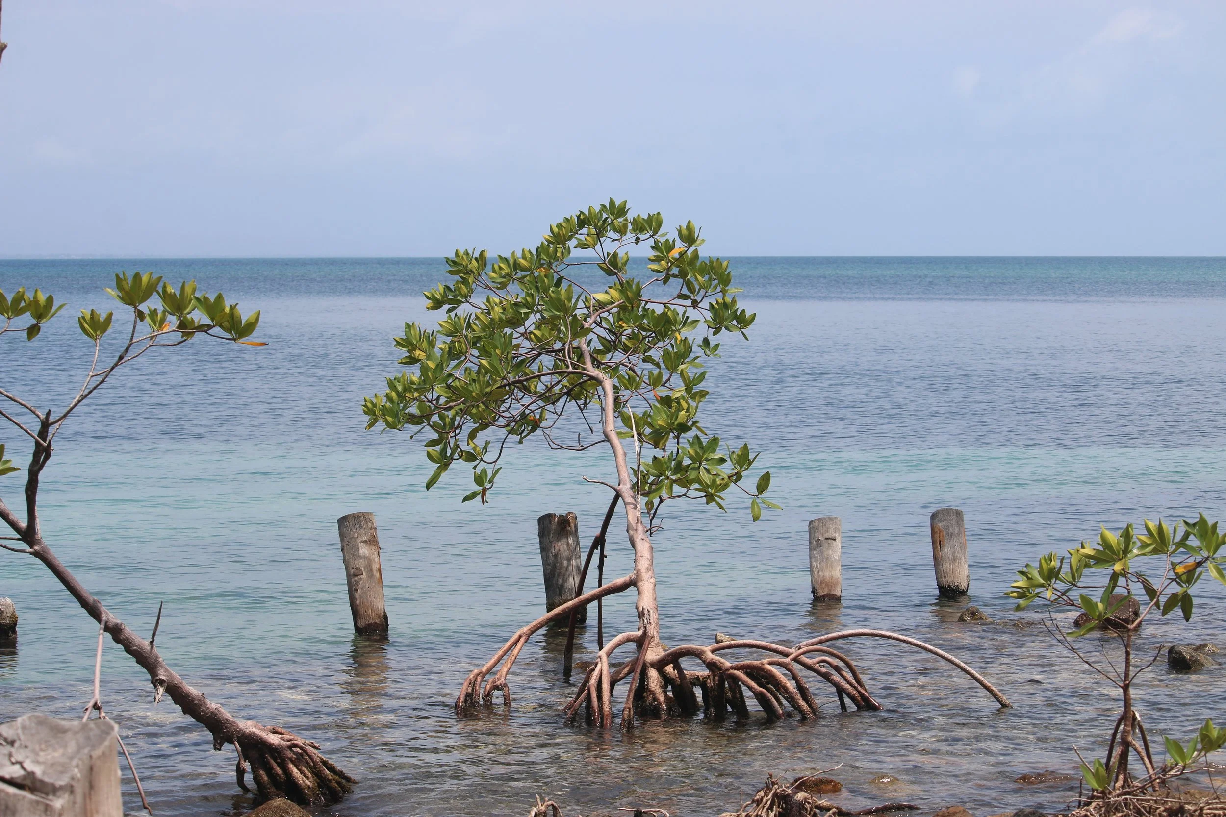 Trees growing on the shore