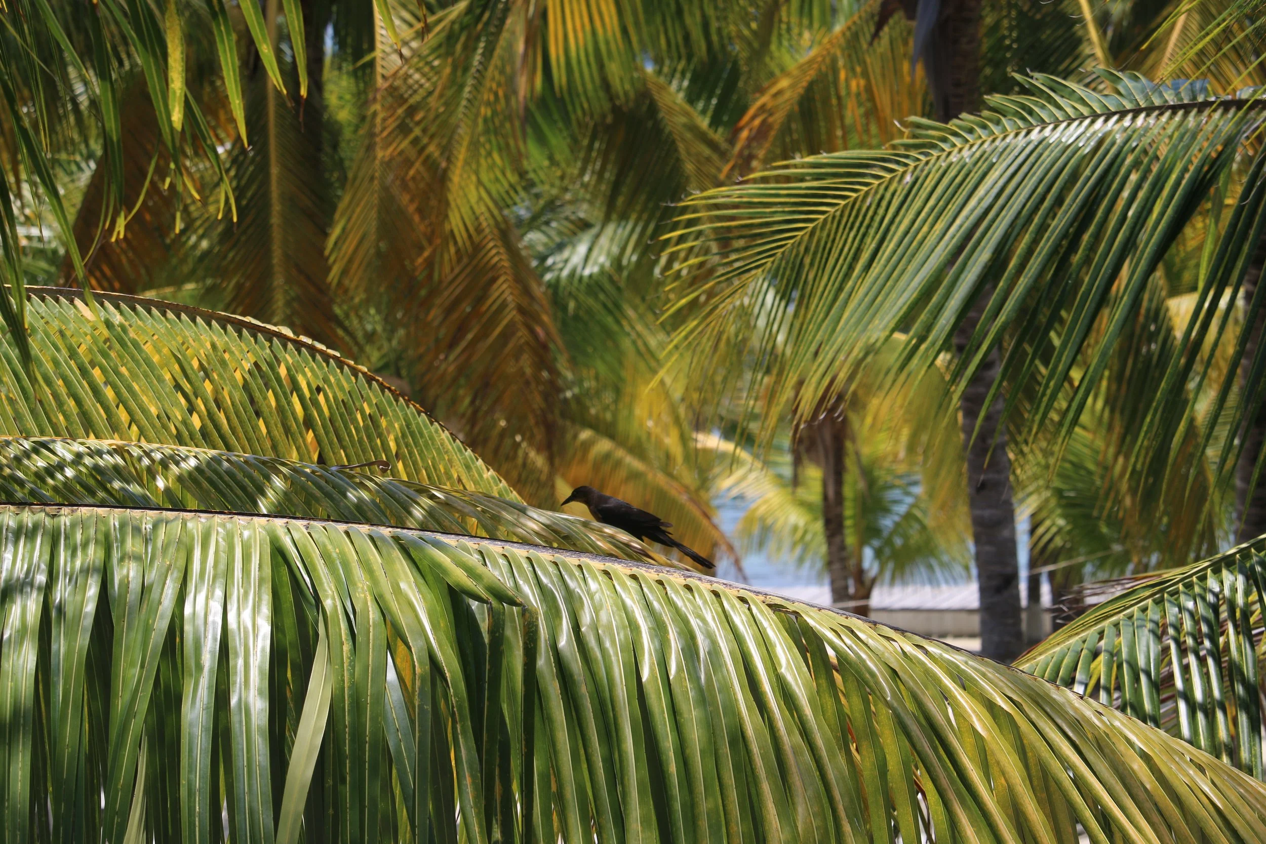 Beautiful palm trees on the island