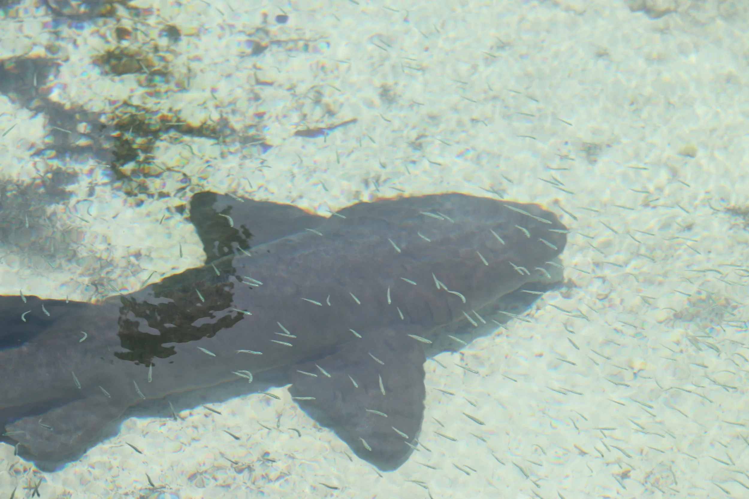 Nurse shark exemplifying the "Fish are friends not food" motto