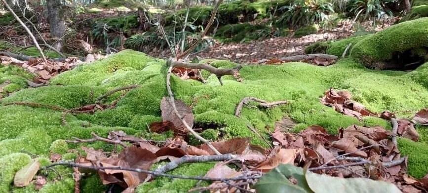  My favourite colour of green - moss. 