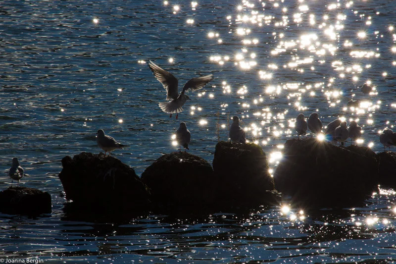 "Something very important to say" - Switzerland