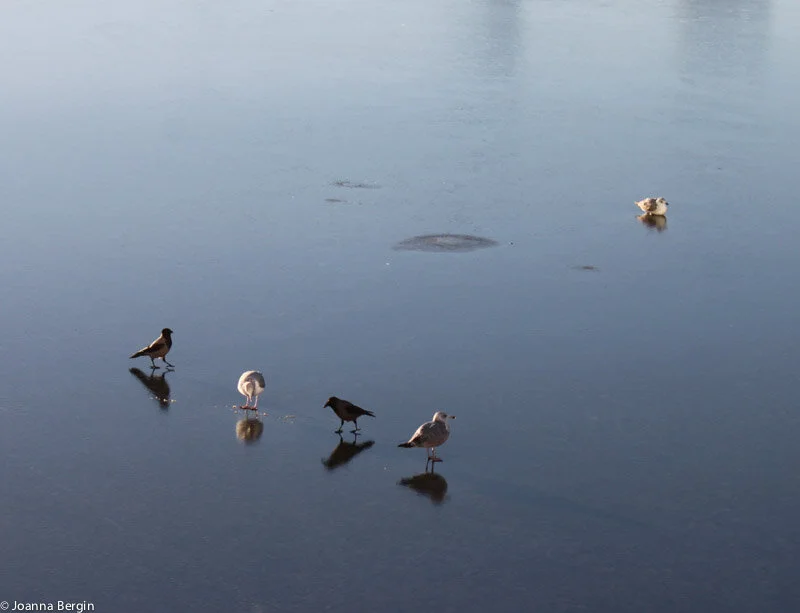 Frozen birdies in Oslo