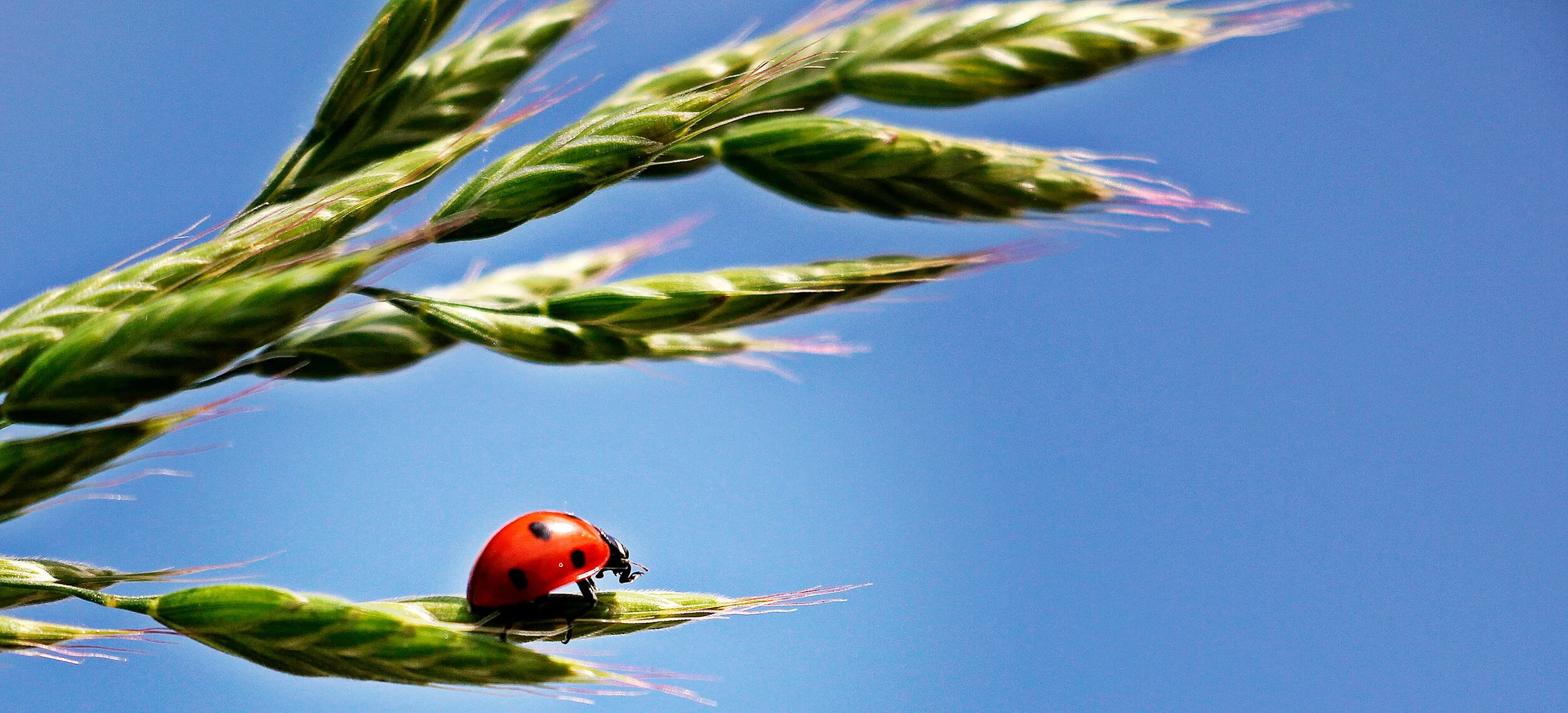 ladybug-1470629_2500.jpg