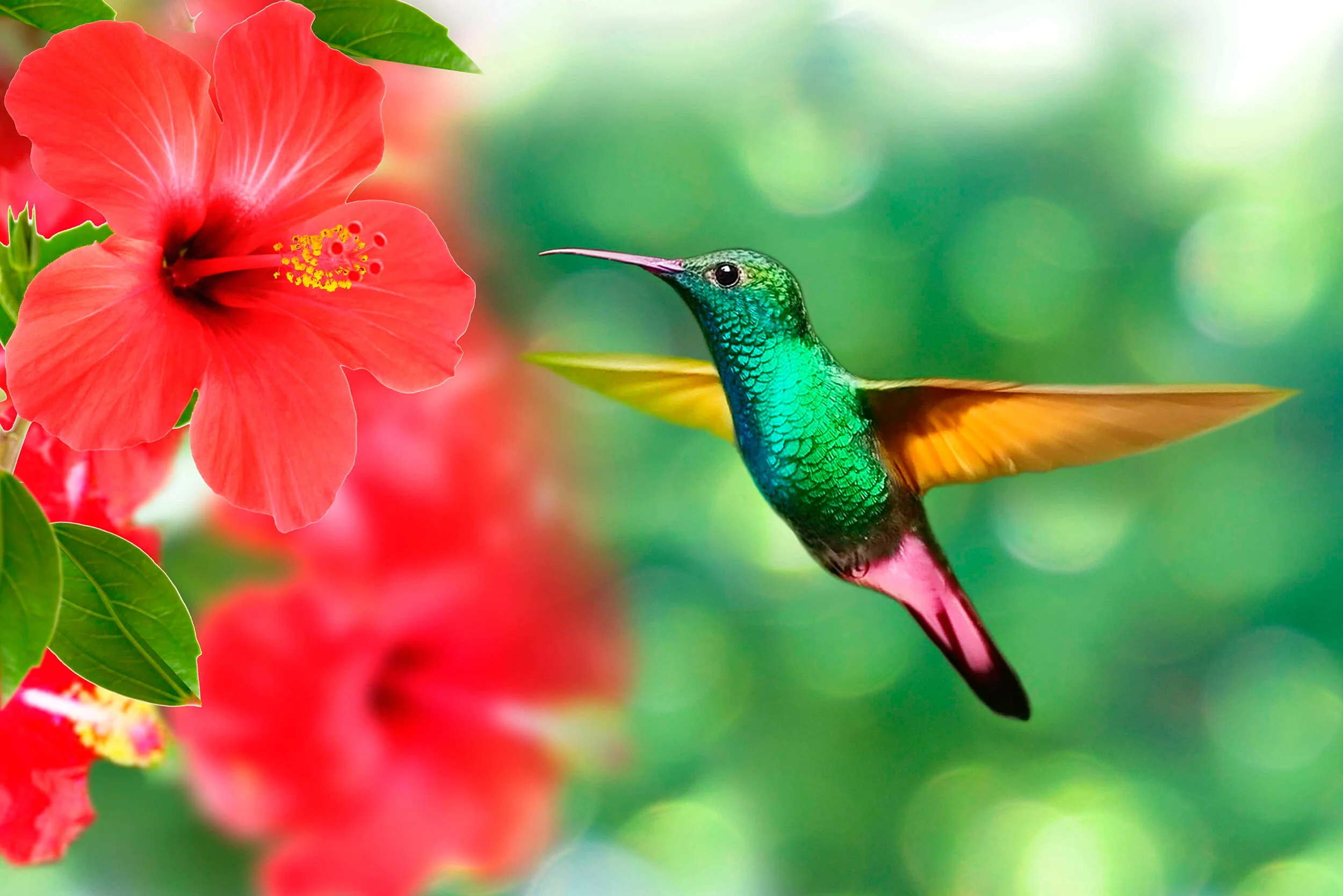 hummingbird-5171798_2500.jpg