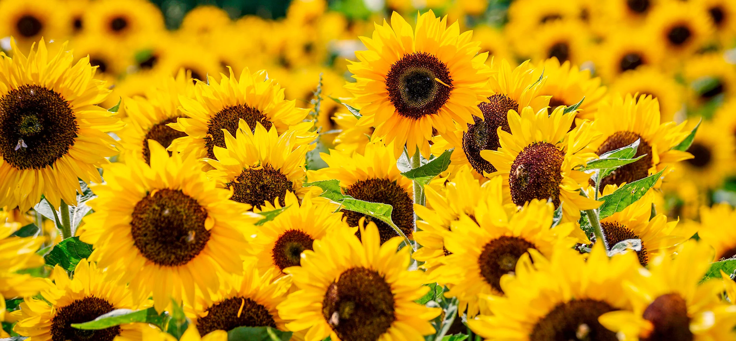 sunflowers-3792914_2500.jpg
