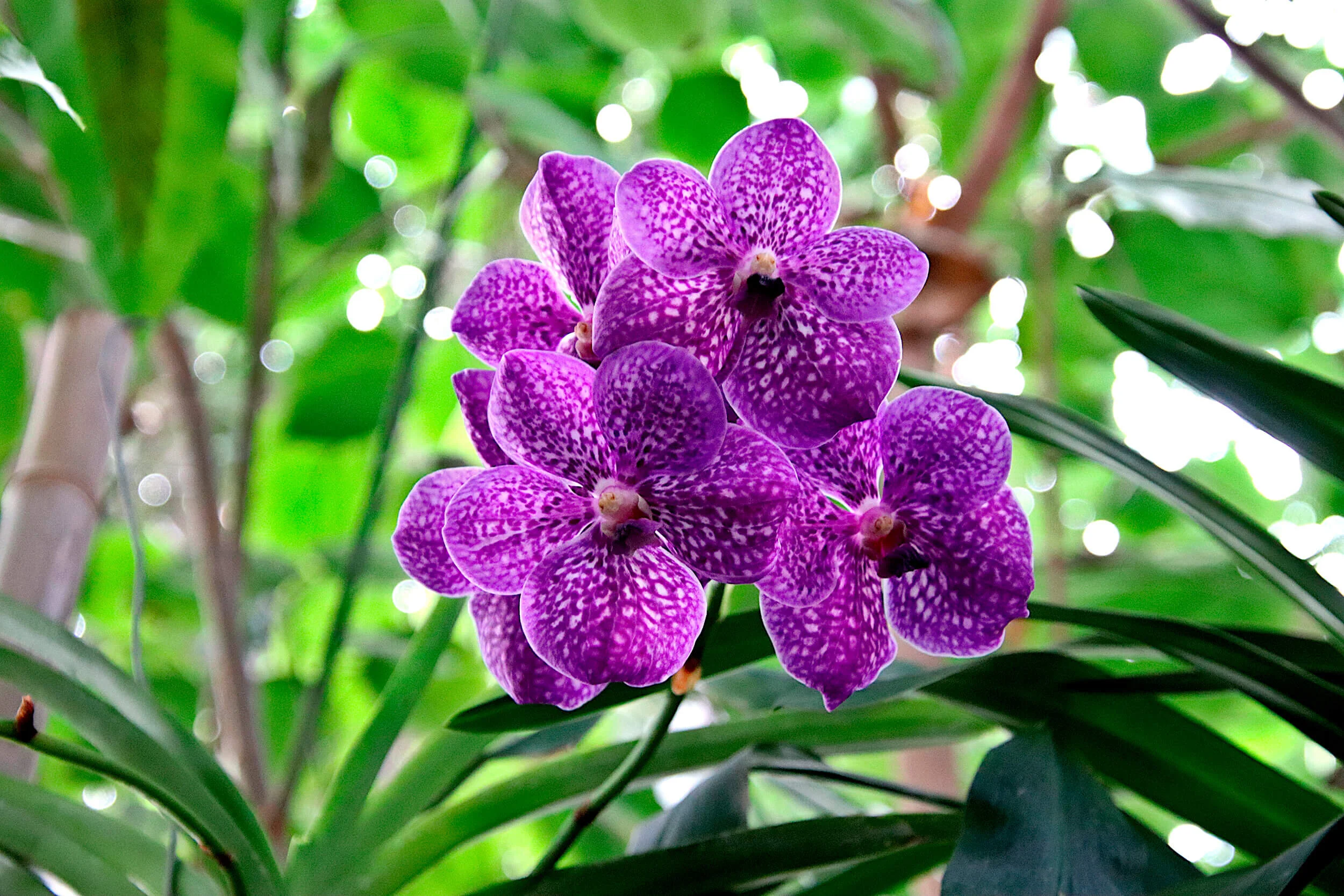 orchid-4843176_2500.jpg